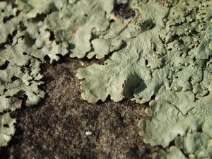 Ever looked at lichen on rocks this close?