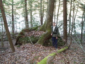 A very persevering tree. :)