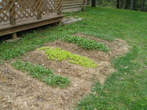 The garden ready for its first thinning!