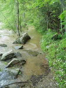 After trail-blazing up the bank, we managed to find the trail again. This is looking back.