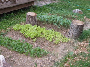 The garden thriving--bigger each day!