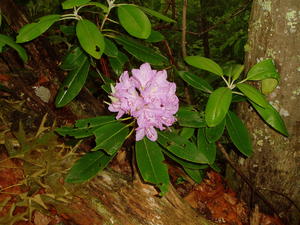 Rhododendron Flowers in bloom.