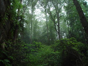 Mist rising through the trees during the rain.