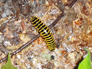 Brightly Colored Millipede.