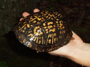 Painted Box Turtle we found along the way.