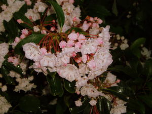 The mountain laurel flowering bushes are just as pretty as the rhododendrons!