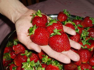 The berries at the Wilson Cedar Point Farm were HUGE, juicy and VERY sweet too! Best strawberries ever. 