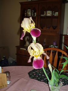 The irises blooming in the backyard brought lots of cheer to our dining room table.