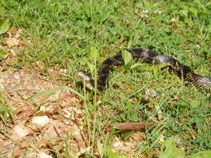 A black snake who lives in our yard--eating all the mice and poisonous snakes.