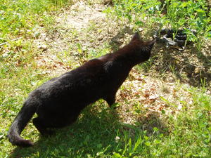 Claws happened to see him slithering through the grass...