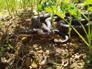 The poor snake wasn't sure what to think of this black furry creature stalking him!