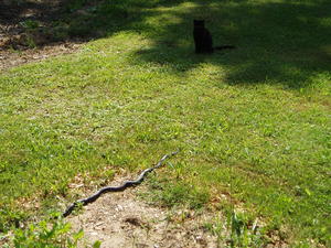 Fortunately (for both), Kristina commanded the cat to stay away, and she reluctantly let the snake go away into hiding.