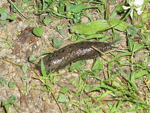 A very long slug we found headed straight for the garden! (He no longer lives...)