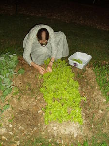 Kristina picking our yummy lettuce.