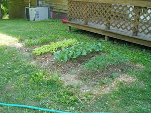 The salad garden still thriving.