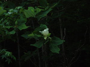 Big leaf magnolia trees in bloom.