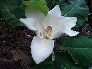 Close-up photo of a big-leaf magnolia flower.