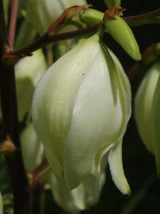 All the yucca plants in the whole area bloomed! They were so beautiful!