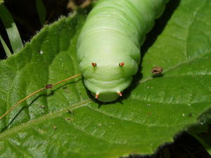 Here's a tomato horn worm we found along the way (he rests in peace now).