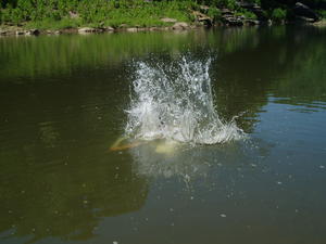 The water was clearer and calmer than last Thursday, so we had fun jumping in and seeing how big of splashes we could make! 
