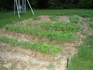 Back at home... here's how much our summer garden has grown! Can't wait until we get some squash and green beans!