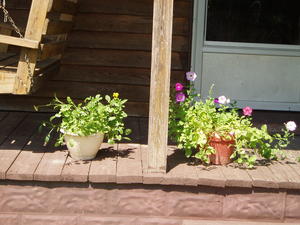 Here's some of the flowers we planted from seed this spring in pots. :)