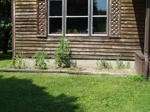 This is the front flower bed which has been turned into a tomato garden. The marigolds in front were planted from seed, and will be blooming soon!