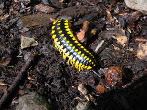 Isn't he cute?? Ok... maybe not, but sure is brightly colored!