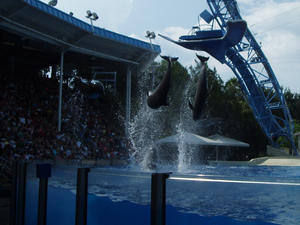 Four dolphins flipping in the air at once