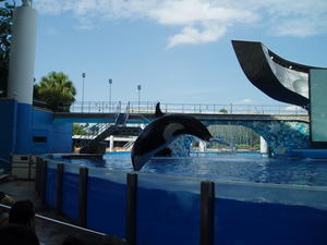 The killer whales were neat too, but not as fun as the dolphins.