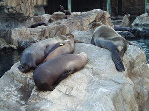 After watching the shows, these guys looked awfully lazy....