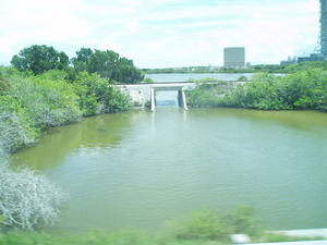 We saw an alligator in that pond, while driving by in the bus.