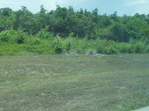 A tortoise along the road.