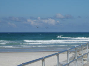 Pelicans flying overhead.