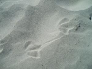 Footprints in the sand...