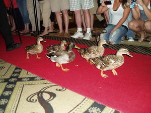 While we were in town, we had to see the Peabody Ducks :)