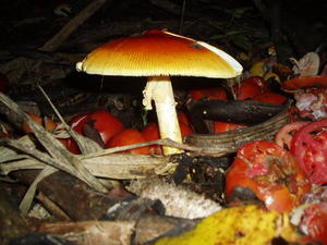 the bad tomatoes went into the compost pile, to feed the mushrooms (but we don't eat those!)