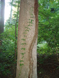 Poison Ivy... watch out!