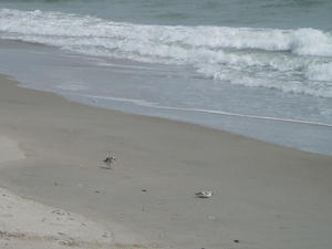 Kristina chasing birds again :)