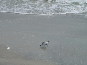 This bird found something to eat