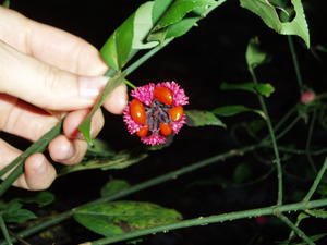 This is the same flower--once it goes to seed.