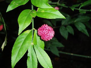 A very pretty bush. Someone told us it was "Hearts-a-Busting" Check out the next photo...