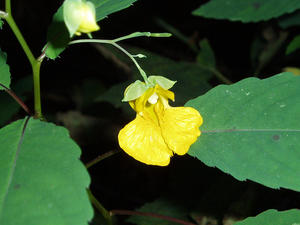 Another pretty flower