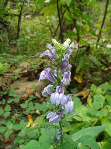 Another pretty fall flower