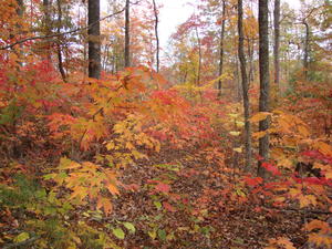 We were there at the perfect time for fall colors!
