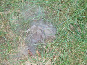 Puff ball mushrooms gone to spores