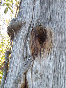 Can you guess what is in this hole?