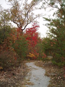The red maples were the prettiest.