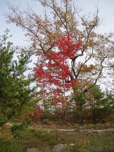 Another red maple