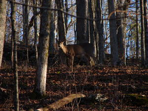 The deer around were lots of fun to watch.
